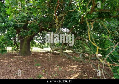 Una vista sotto i rami della Charter Oak Tree nel Parco Danson Foto Stock