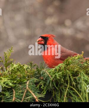 Cardinale maschile sul verde, conifere Foto Stock