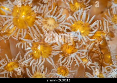 Vaso di fiori corallo, Goniopora sp. Con vermi aceol, Waminoa sp., Lembeh Strait, Sulawesi del Nord, Indonesia, Pacifico Foto Stock