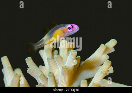Goby dagli occhi rosa, natani di Bryaninops, stretto di Lembeh, Sulawesi del Nord, Indonesia, Pacifico Foto Stock