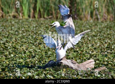 Gabbiano Caspian, Steppenmöwe, Larus cachinnans, sztyeppi sirály Foto Stock