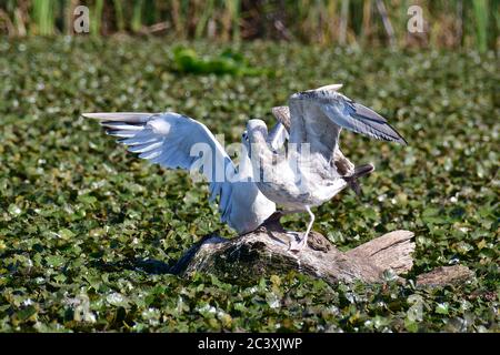 Gabbiano Caspian, Steppenmöwe, Larus cachinnans, sztyeppi sirály Foto Stock