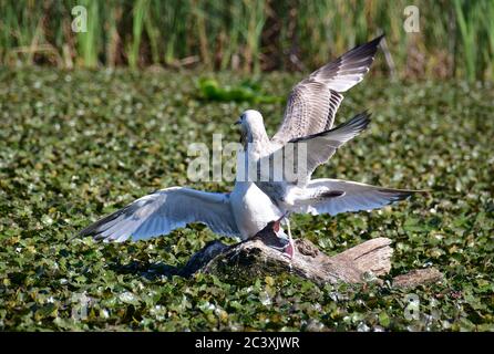 Gabbiano Caspian, Steppenmöwe, Larus cachinnans, sztyeppi sirály Foto Stock