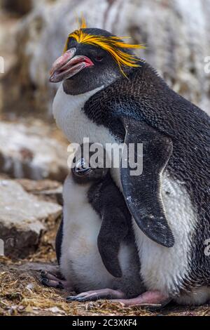 Pinguino dei maccheroni (Eudyptes chryslophus), Capo Bougainville, Falkland orientale, Isole Falkland Foto Stock