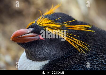 Pinguino dei maccheroni (Eudyptes chryslophus), Capo Bougainville, Falkland orientale, Isole Falkland Foto Stock