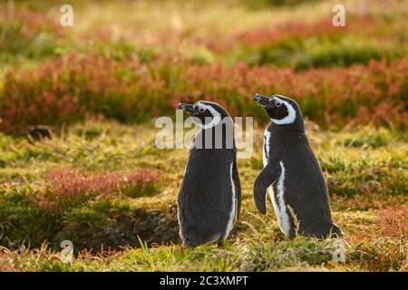 Pinguino Magellanico (Spenisco magellanicus), Isola dei leoni marini, Falkland orientale, Isole Falkland Foto Stock