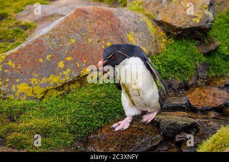 Pinguino del sud del rockhopper (Eudyptes crisocome), pendio roccioso Ascendente che ritorna alla colonia di riproduzione, capo Bougainville, Falkland orientale, Falkland è Foto Stock