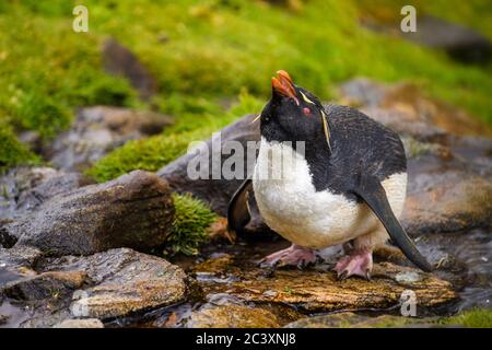 Pinguino del sud del rockhopper (Eudyptes crisocome) che beve da infiltrarsi di acqua dolce, isola di Saunders, Falkland occidentale, isole Falkland Foto Stock