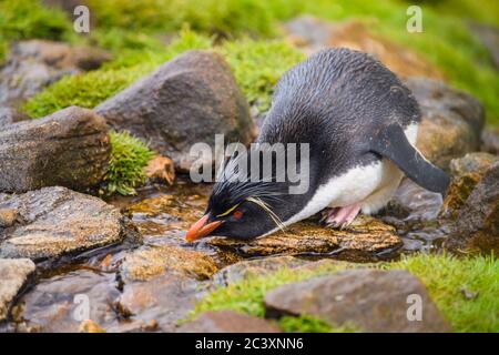 Pinguino del sud del rockhopper (Eudyptes crisocome) che beve da infiltrarsi di acqua dolce, isola di Saunders, Falkland occidentale, isole Falkland Foto Stock