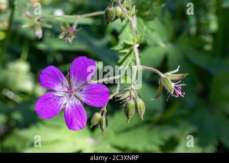 Fiore viola di geranio silvatico selvatico, pianta conosciuta anche come becco di legno o geranio di bosco Foto Stock