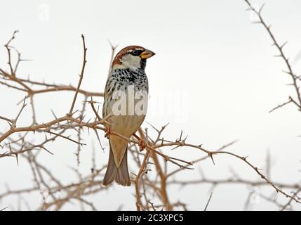 Passera spagnola, Passer hispaniolensis, maschio arroccato su un ramo spinoso Foto Stock