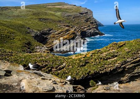 Albatross bruno nero (Thalassarche melanophris), West Point Island, East Falkland, Falkland Islands Foto Stock