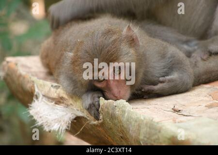 Macaque di roccia di Formosan, Shoushan (montagna delle scimmie), Kaohsiung, Taiwan Foto Stock