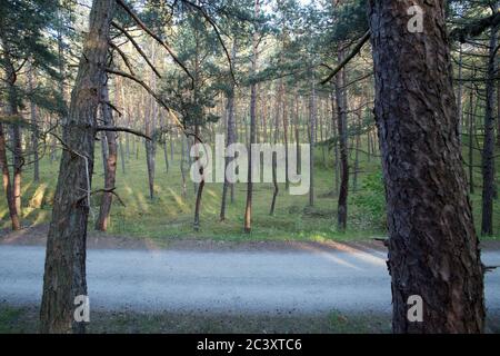 Ex posizione di combattimento difensivo tedesca, costruita nel 1945 a Piaski su Vistola Spit, Polonia. 12 Giugno 2020 © Wojciech Strozyk / Alamy Stock Photo Foto Stock