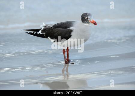 Gabbiano dei delfini (Leuphaeus scoresbii) immaturo, Isola di Saunders, Falkland Occidentale, Isole Falkland Foto Stock