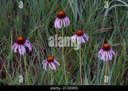 Purple Coneflower, Echinacea angustifolia Foto Stock