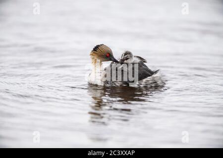 Verde argenteo (Podiceps occipitalis) giovane cavalcando il dorso di un adulto, Sea Lion Island, East Falkland, Falkland Islands Foto Stock