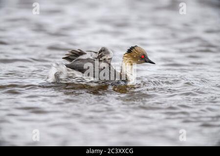 Verde argenteo (Podiceps occipitalis) giovane cavalcando il dorso di un adulto, Sea Lion Island, East Falkland, Falkland Islands Foto Stock