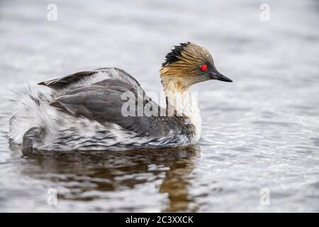 Verde argenteo (Podiceps occipitalis) giovane cavalcando il dorso di un adulto, Sea Lion Island, East Falkland, Falkland Islands Foto Stock