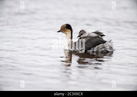 Verde argenteo (Podiceps occipitalis) giovane cavalcando il dorso di un adulto, Sea Lion Island, East Falkland, Falkland Islands Foto Stock