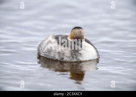 Verde argenteo (Podiceps occipitalis), Isola dei leoni marini, Falkland orientale, Isole Falkland Foto Stock