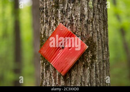 Un segnavia rosso quadrato è inchiodato al tronco ruvido di un albero lungo un sentiero escursionistico in una foresta. Foto Stock