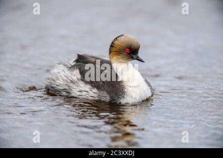 Verde argenteo (Podiceps occipitalis), Isola dei leoni marini, Falkland orientale, Isole Falkland Foto Stock