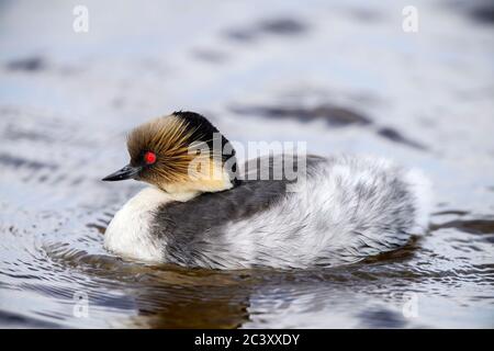 Verde argenteo (Podiceps occipitalis) giovane cavalcando il dorso di un adulto, Sea Lion Island, East Falkland, Falkland Islands Foto Stock