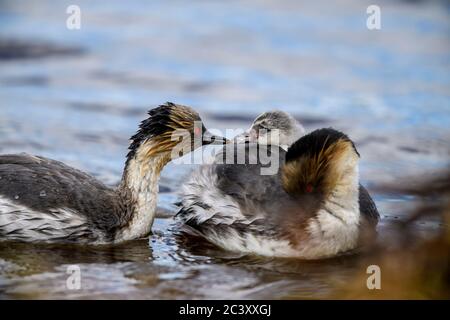 Verde argenteo (Podiceps occipitalis) giovane cavalcando il dorso di un adulto, Sea Lion Island, East Falkland, Falkland Islands Foto Stock