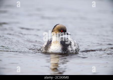 Verde argenteo (Podiceps occipitalis), Isola dei leoni marini, Falkland orientale, Isole Falkland Foto Stock