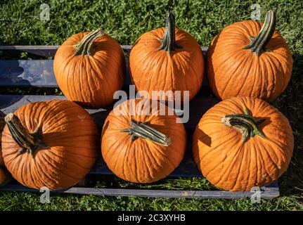 Zucche arancio brillante in esposizione al mercato agricolo, pronte per essere selezionate per le decorazioni di Halloween e del Ringraziamento. Foto Stock