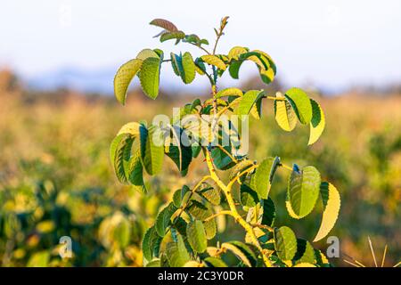 Impressioni della Bulgaria. Piantagione con rose per la produzione di fragranze Foto Stock