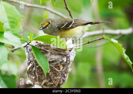 Nido di costruzione vireo dagli occhi bianchi Foto Stock