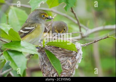 Nido di costruzione vireo dagli occhi bianchi Foto Stock