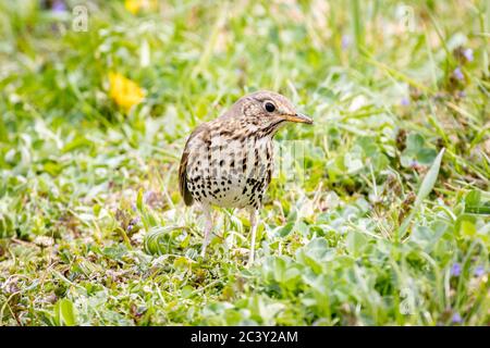 Canzone Thrush (Turdus philomelos) seduta a terra Foto Stock