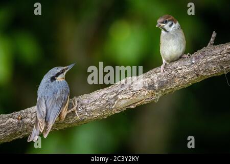 Passera di alberi eurasiatici (Passer montanus) e nuthatch eurasiatico o nuthatch di legno (Sitta europaea) nel giardino Foto Stock