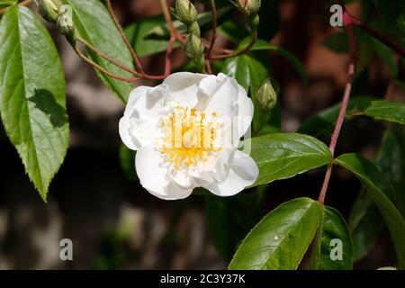 Fiore bianco brillante con resistenza gialla Foto Stock