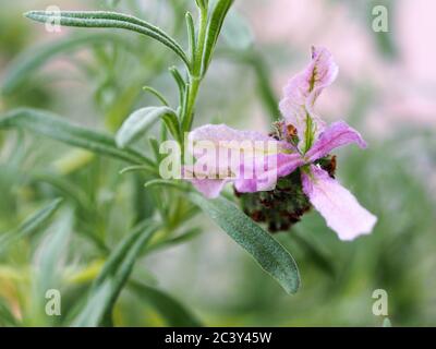 Primo piano di Lavanda fiorita Foto Stock