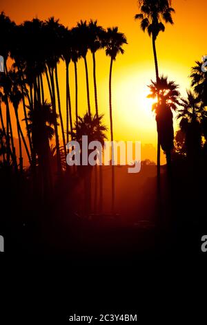 Palme silhouette il cielo in un tramonto della California del Sud. Foto Stock
