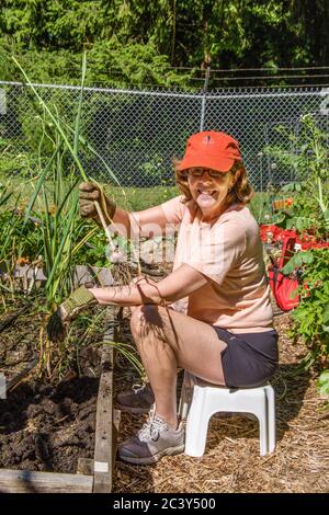 Donna che mostra una pianta di aglio appena raccolta da un giardino di letto rialzato a Issaquah, Washington, USA Foto Stock