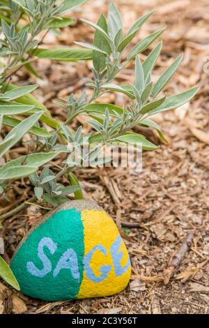 Pianta di salvia con una roccia dipinta che dice 'salvia' in un giardino di erbe in Issaquah, Washington, USA Foto Stock