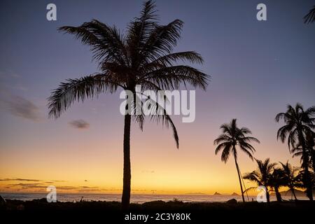 USA, Hawaii, o'ahu, Kailua Beach, Silhouette di palme al tramonto Foto Stock