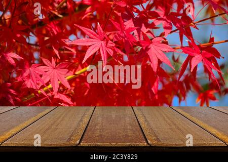 Contatore in legno prospettiva con giardino di acero giapponese completamente rosso in autunno. Ripiano in legno per esposizione prodotti. Foto Stock