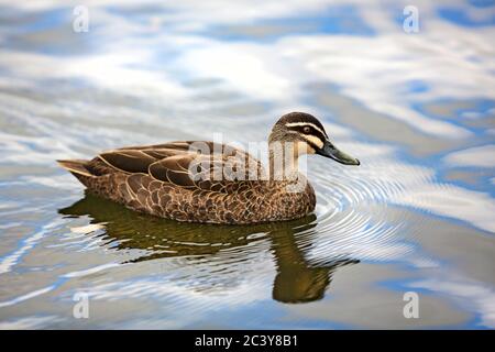 Uccelli / Pacific Black Duck Paddling sul lago Wendouree a Ballarat Victoria Australia. Foto Stock