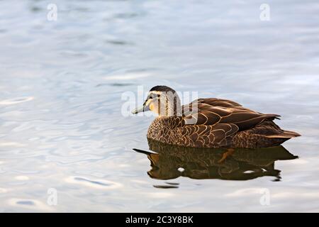 Uccelli / Pacific Black Duck Paddling sul lago Wendouree a Ballarat Victoria Australia. Foto Stock