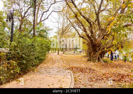 Splendido Parco d'autunno al tramonto. Percorso forestale coperto con alberi multicolore caduta foglie caduto in primavera. Rabindra Sarovar l Foto Stock