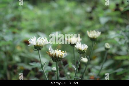 Closeup bello piccolo fiore carino di polline giallo e petalo bianco di Daisy comune, Lawn Daisy, Bellis perennis, Woundwort, Bruisewort o inglese da Foto Stock