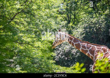 Chicago, il USA, 23 giugno 2018, una giraffa al Brookfield Zoo, (solo per uso editoriale) Foto Stock