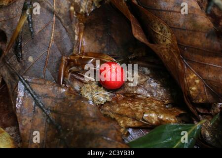 Russo ipoglosso, grande macellaio's ginestra. Pianta selvatica sparata in estate. Foto Stock