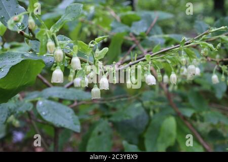 Vaccinium arctostaphylos - pianta selvatica sparata in estate. Foto Stock